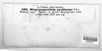 Prosthecium pyriforme image